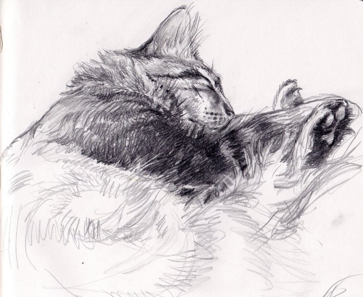 Dibujo a lápiz de un gato